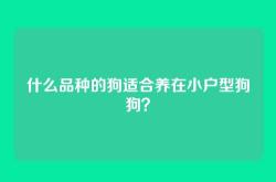 什么品种的狗适合养在小户型狗狗？