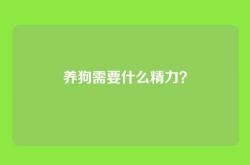 养狗需要什么精力？