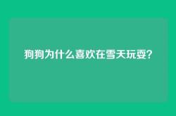 狗狗为什么喜欢在雪天玩耍？