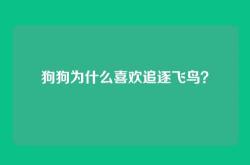 狗狗为什么喜欢追逐飞鸟？