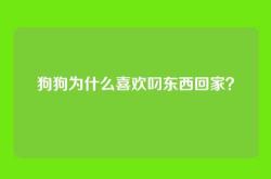 狗狗为什么喜欢叼东西回家？