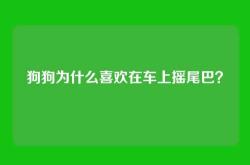 狗狗为什么喜欢在车上摇尾巴？