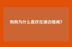 狗狗为什么喜欢在湖边嗅闻？