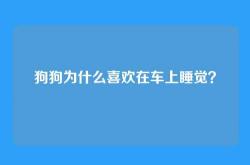 狗狗为什么喜欢在车上睡觉？