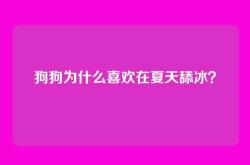 狗狗为什么喜欢在夏天舔冰？