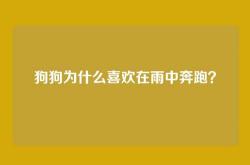 狗狗为什么喜欢在雨中奔跑？