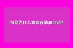 狗狗为什么喜欢在清晨活动？