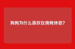 狗狗为什么喜欢在傍晚休息？