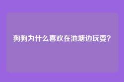 狗狗为什么喜欢在池塘边玩耍？