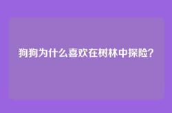 狗狗为什么喜欢在树林中探险？