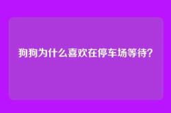 狗狗为什么喜欢在停车场等待？
