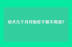幼犬几个月开始吃干粮不用泡？