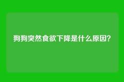 狗狗突然食欲下降是什么原因？
