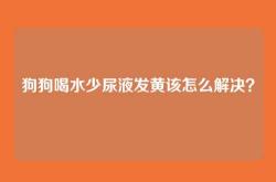 狗狗喝水少尿液发黄该怎么解决？