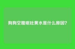 狗狗空腹呕吐黄水是什么原因？
