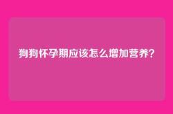 狗狗怀孕期应该怎么增加营养？