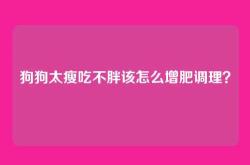 狗狗太瘦吃不胖该怎么增肥调理？
