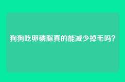 狗狗吃卵磷脂真的能减少掉毛吗？