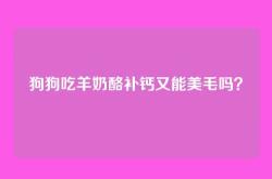 狗狗吃羊奶酪补钙又能美毛吗？