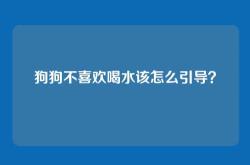狗狗不喜欢喝水该怎么引导？