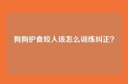 狗狗护食咬人该怎么训练纠正？