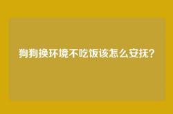 狗狗换环境不吃饭该怎么安抚？
