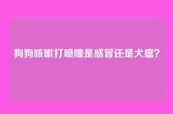 狗狗咳嗽打喷嚏是感冒还是犬瘟？