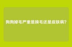 狗狗掉毛严重是换毛还是皮肤病？