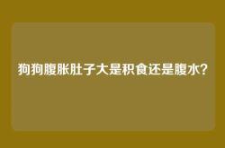 狗狗腹胀肚子大是积食还是腹水？