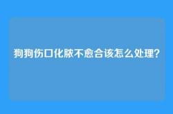 狗狗伤口化脓不愈合该怎么处理？