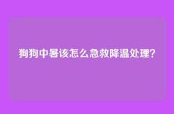 狗狗中暑该怎么急救降温处理？