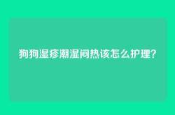 狗狗湿疹潮湿闷热该怎么护理？