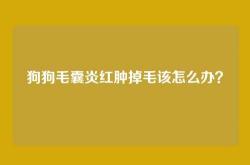 狗狗毛囊炎红肿掉毛该怎么办？