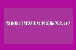狗狗肛门腺发炎红肿流脓怎么办？