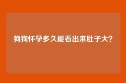 狗狗怀孕多久能看出来肚子大？