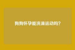 狗狗怀孕能洗澡运动吗？