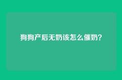 狗狗产后无奶该怎么催奶？