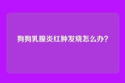 狗狗乳腺炎红肿发烧怎么办？