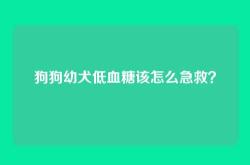 狗狗幼犬低血糖该怎么急救？