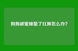 狗狗被蜜蜂蛰了红肿怎么办？