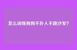 怎么训练狗狗不扑人不跳沙发？