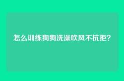 怎么训练狗狗洗澡吹风不抗拒？