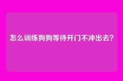 怎么训练狗狗等待开门不冲出去？
