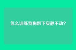 怎么训练狗狗趴下安静不动？