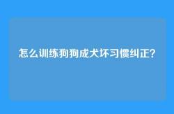 怎么训练狗狗成犬坏习惯纠正？