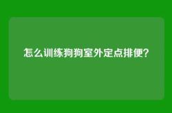 怎么训练狗狗室外定点排便？