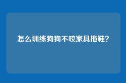 怎么训练狗狗不咬家具拖鞋？