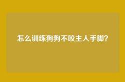 怎么训练狗狗不咬主人手脚？