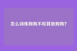怎么训练狗狗不咬其他狗狗？