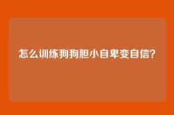 怎么训练狗狗胆小自卑变自信？